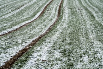 Agricultural fields in winter, Oberweser, Upper Weser Valley, Weser Uplands, Weserbergland, Hesse,