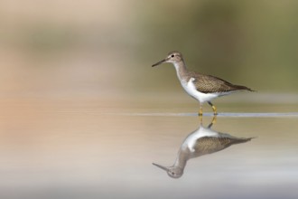 Common sandpiper, sandpiper (Actitis hypoleuco), biotope, habitat, foraging, Raysut, Salalah,