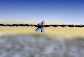 Barbed wire fence with hoarfrost