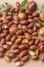 Chinese date (Ziziphus jujuba 'Meimizao'), (Ziziphus jujuba 'Da Baizao')