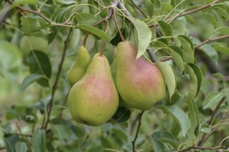 Pear (Pyrus communis 'Armida'), Bundessortenamt Prüfstelle Wurzen, Wurzen, Saxony, Germany, Europe