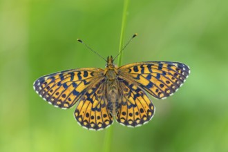 Small pearl-bordered fritillary, (Boloria selene), butterfly, butterfly, insect, macro, top view,