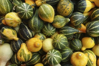 Pumpkin, pumpkins, ornamental pumpkins, small, small, Vienna, Austria, Europe
