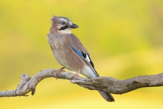 Jay, European Jay, Jay, eurasian jay (Garrulus glandarius), Geai des chênes, Arrendajo Común,