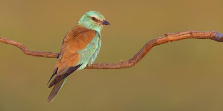 European roller (Coracias garrulus), on a perch