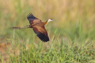 Blue-fronted Jacanas, (Actophilornis africana), Actophilornis africanus