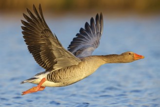 Greylag goose, Anser Anser, flight photo, lateral, flight photo, Wagbachniederung,