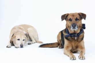 Portrait of 2 dogs in the studio