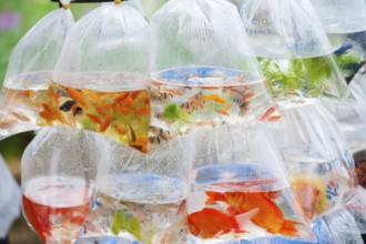Different kinds of aquarian fish in plastic bags for sale