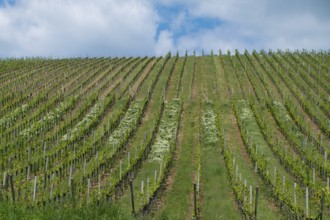 Franconian wine and vineyards near Volkach, Lower Franconia