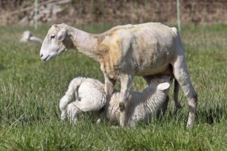Lambs on the pasture