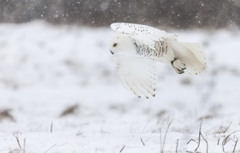 A captive snowy owl (Bubo scandiacus) at a bird of prey sanctury during winter