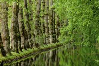 Canal tributary of the river Cher, castle of Chenonceau, 16th century, Chenonceaux, department of