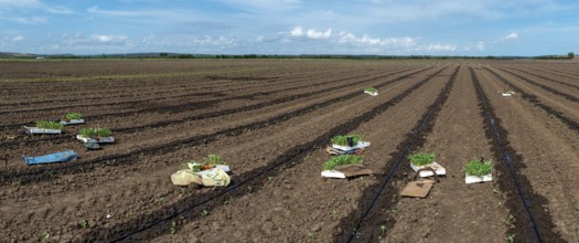 Seedlings in crates on the agriculture land. Planting new plants in soil. Big plantation. Planting