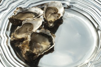 Oysters on a silver tray close up