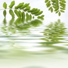 Green leaves reflecting in the water