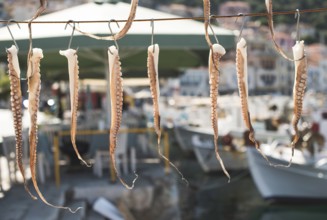 Octopus tied on rope and boats