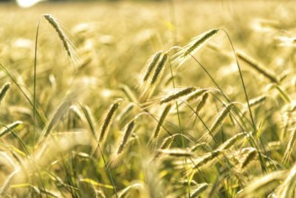 Grain in a field in Europe in July