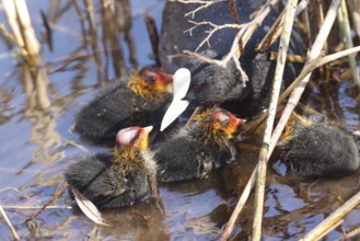 A Coot with Chicks in a Park, Ziegeleipark Heilbronn, Germany, Europe