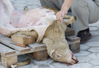 A killed sheep is skinned, mutton is a common food for Mongolian people