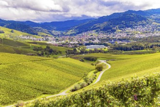Germany. The even rows of grape bushes are picturesquely illuminated by the autumn sun. The
