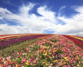 The field of buttercups on windy spring day. The flowers are brightly colored stripes and ready to