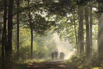 Soldiers walk along a path through an early autumn forest on a sunny, foggy morning