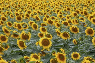 Sunflowers on the field. Background of blooming sunflowers