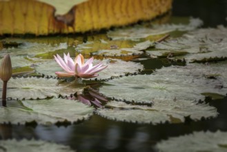 An image of a beautiful pink water lily in the garden pond