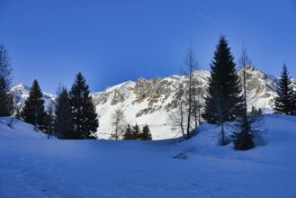 Winter landscape with trees and snow, photo picture digital image, in the italian european dolomiti