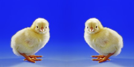 Young hen, chick, studio shot, symbol photo, Easter, two, photo montage studio shot, Lower Saxony,