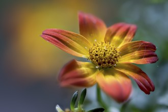 Compositae of the genus Bidens, two-tooth hybrid, summer bloomer, close-up