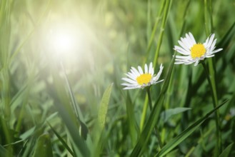 Spring flowers daisies close up. Copy space