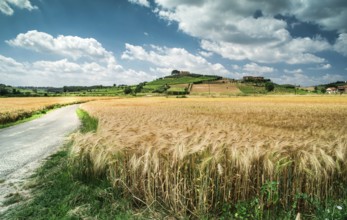 Getreide und Landwirtschaft in der Toskana