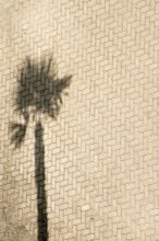 Aerial view and top view of a car park on the beach where a palm tree casts a shadow
