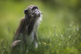 Gnawing on a small branch