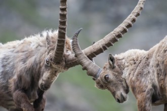 Capra ibex, gran paradiso national park, italy