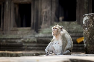 Monkey in the temple complex of Angkor Wat, Cambodia, Asia