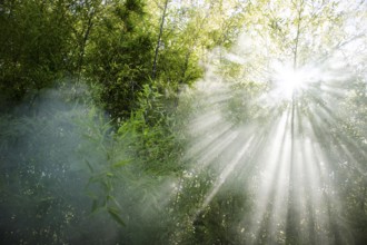 Stellar effect of light filtering through smoke in a reed thicket