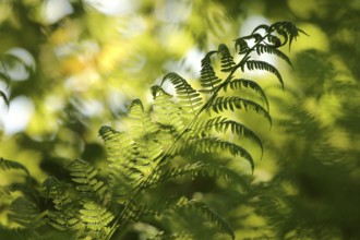 Close-up of fern in the forest on a sunny spring morning