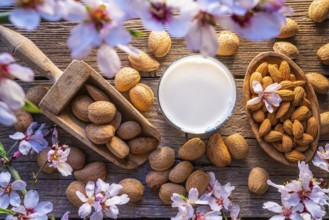 Almonds spring blossom harvest and almond milk on wood