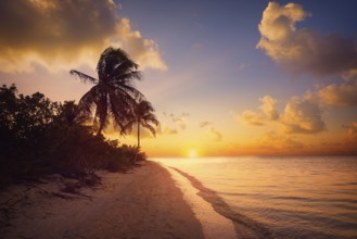 Holbox island sunset beach palm tree tropical in Mexico