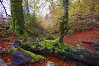 Autumn Selva de Irati fall beech jungle in Navarra Pyrenees of Spain