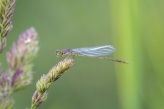 Beautiful Dragonfly on Grass Close Up, Dragonfly Summer Morning