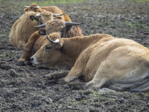 Three lying cows on a muddy pasture in a relaxed atmosphere, münsterland, germany