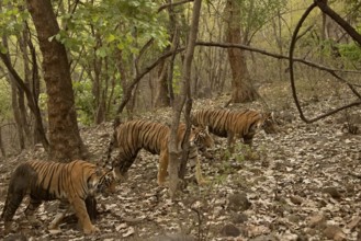 Three tigers, a mother and two nearly full grown cubs walking in the green forests of Ranthambhore