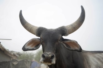 Goshala cow protection, sanchore, rajasthan, india, asia