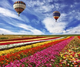 Great multicolored rural field with flowers. Over field flies the huge air balloon