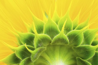 Sunflower closeup shot from behind