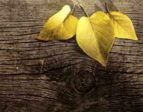 Autumn leaves on old wooden background